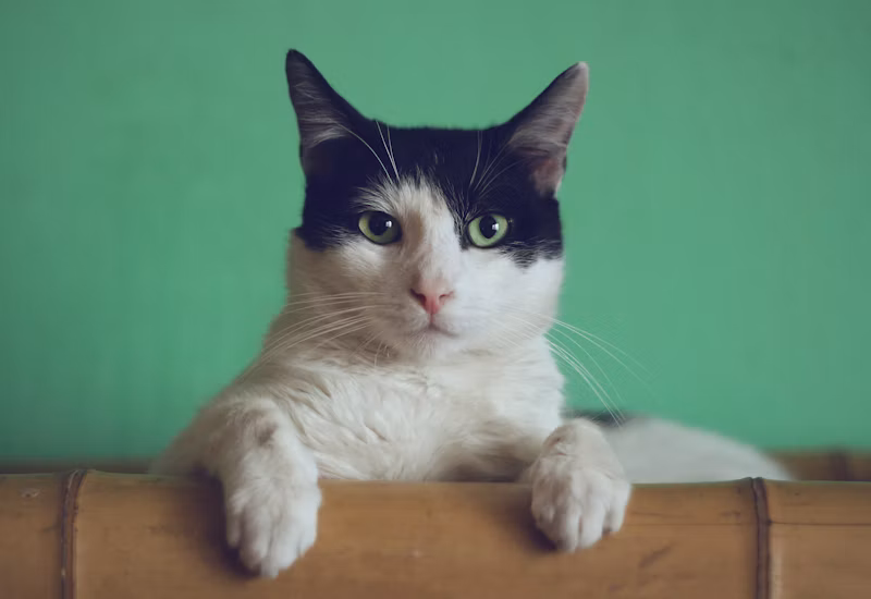 Colônia Pet